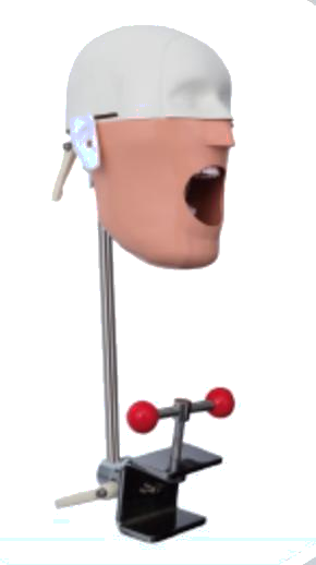 Dental Phantom Head